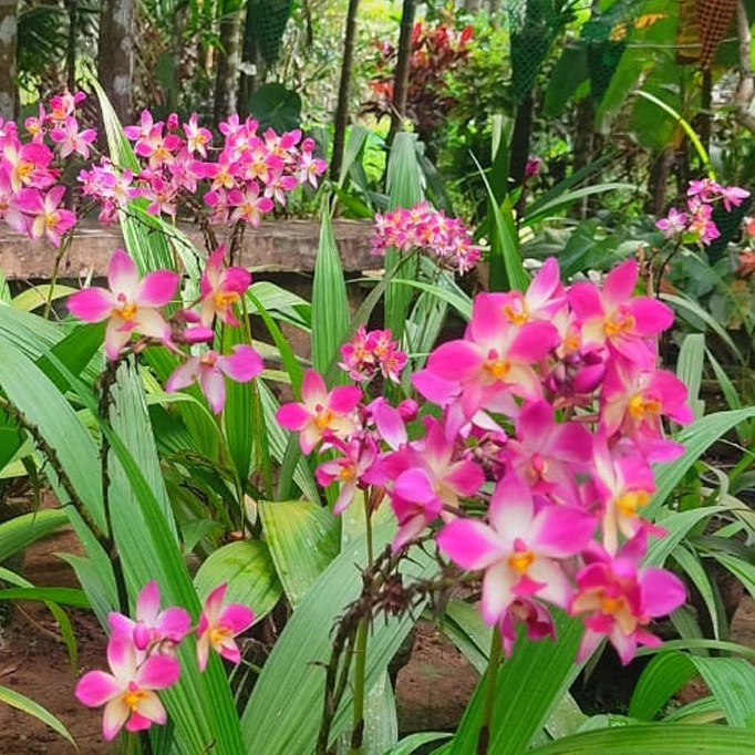 spathoglottis ground orchid